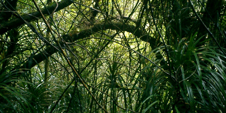 9 SONIC CREATURES 1 Rainforest New Zealand Photo F Lopez