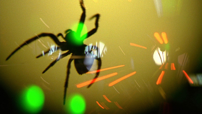 Videoex Spider